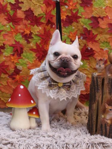 20241115まろんくん